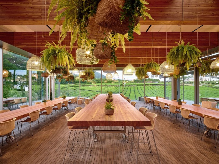 Innisfree lists green tea farms in Korea’s Jeju island on Airbnb