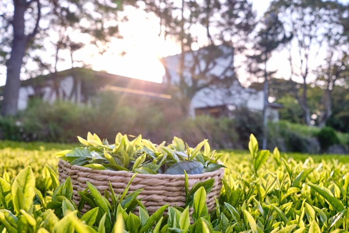 Innisfree lists green tea farms in Korea’s Jeju island on Airbnb