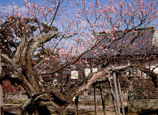 The Best Places to See Plum Blossoms in Japan