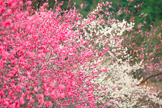 The Best Places to See Plum Blossoms in Japan