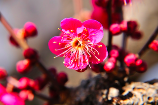 The Best Places to See Plum Blossoms in Japan