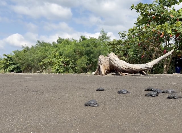 Caltex Batangas Terminal supports sea turtle hatching and population growth